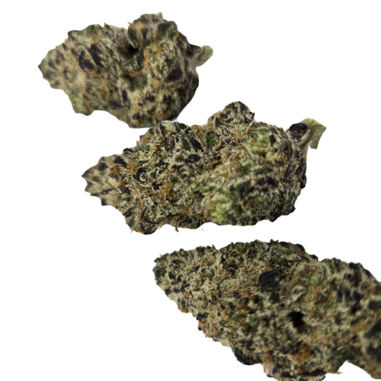 SHUCANNA BERMUDA TRIANGLE